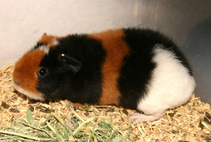 teddy guinea pig breed