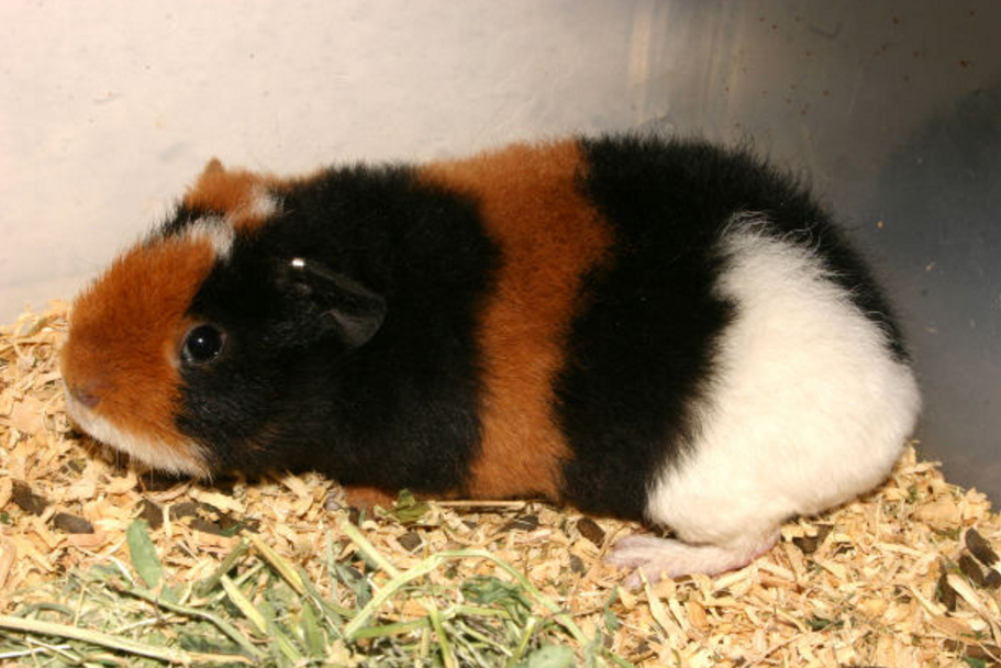 teddy bear guinea pig