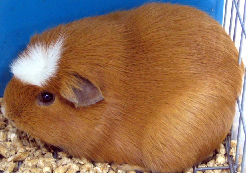 white crested guinea pig breed