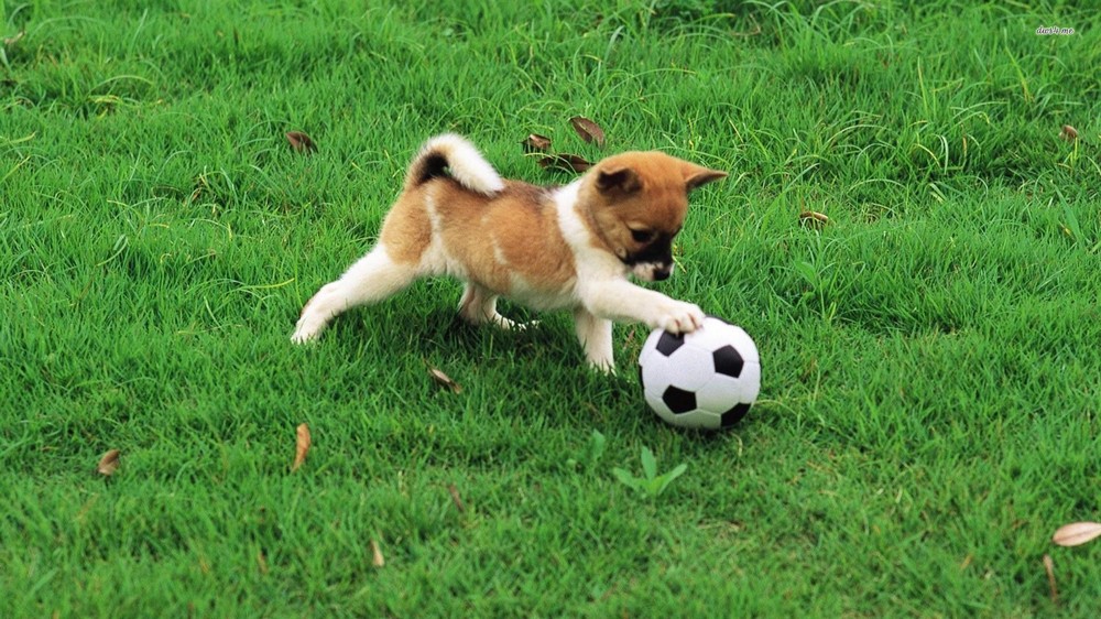 Playing With Your Dog