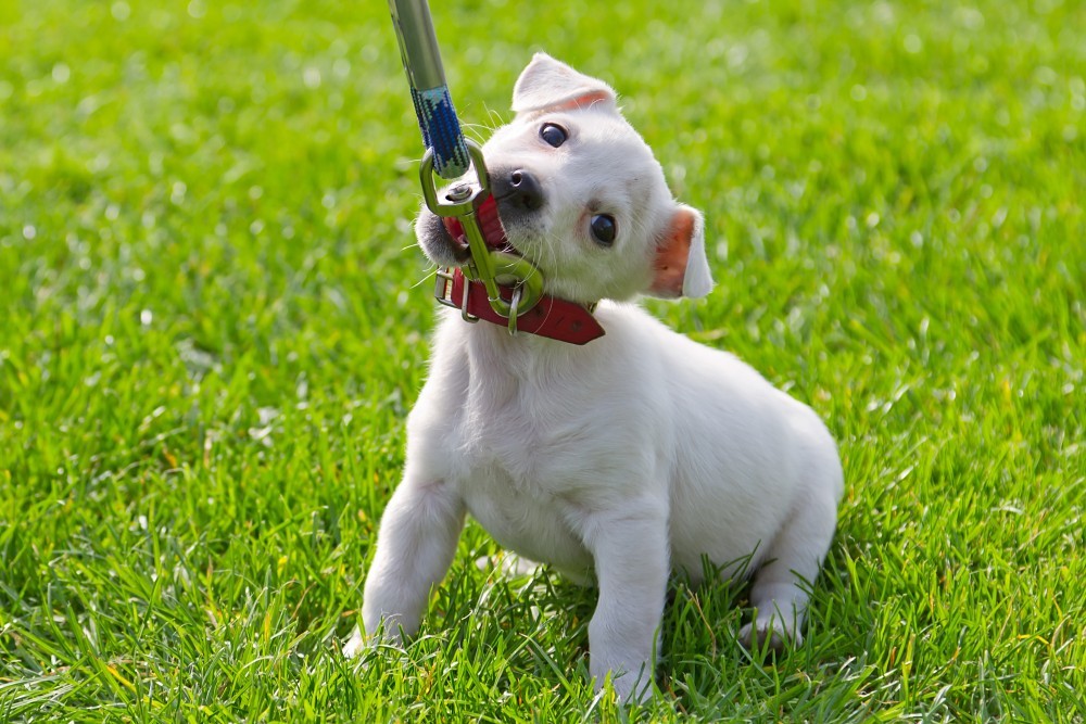 How to Train a Puppy to Walk On a Leash