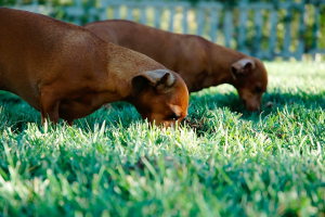 can dogs eat grass