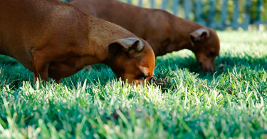 can dogs eat grass