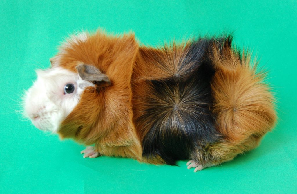 Abyssinian Guinea Pig