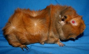 abyssinian guinea pig