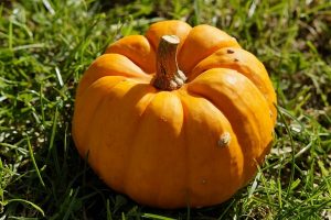 Can Cats Eat Pumpkin: Raw, Cooked, Canned or Seeds?