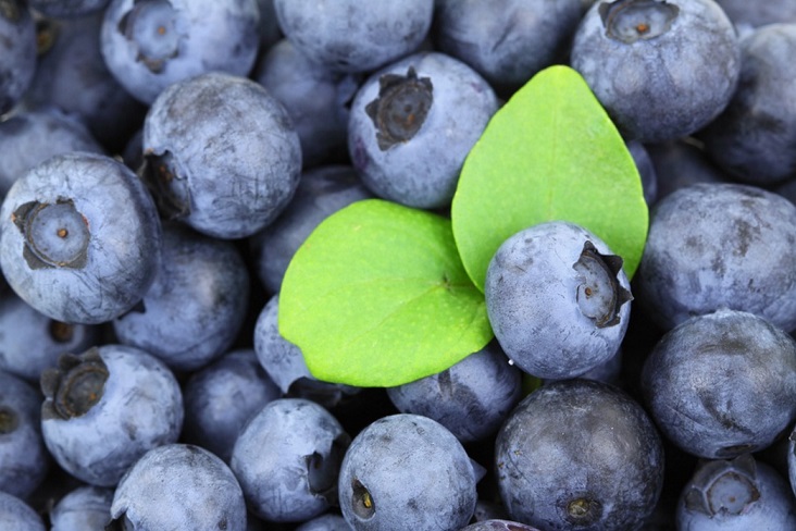 are blueberry bagels bad for dogs