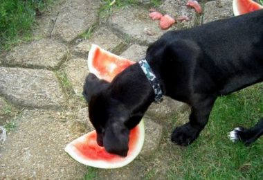Can Dogs Eat Peas: Fresh, Canned or Cooked? Are Peas Good for Dogs?