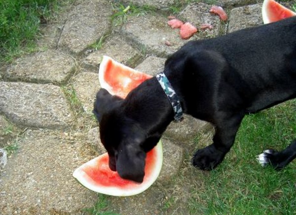 watermelon for dogs good or bad