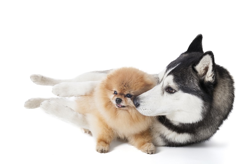 pomeranian and husky together