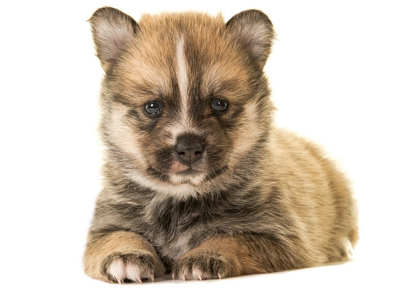 Cute Pomeranian Husky Mix Black