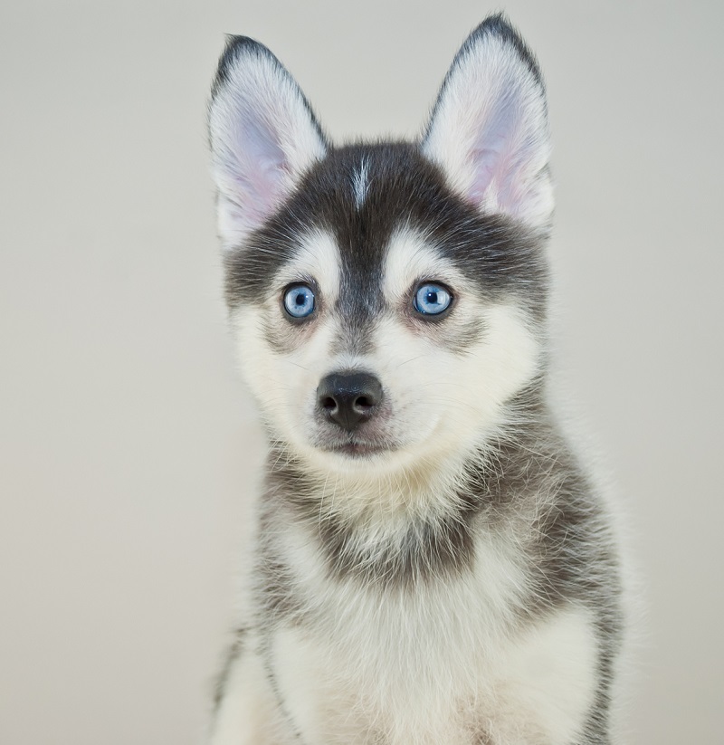 pomeranian husky puppy