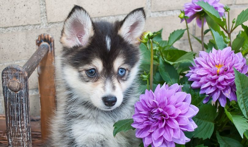 pom pom husky mix