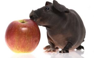 skinny pig