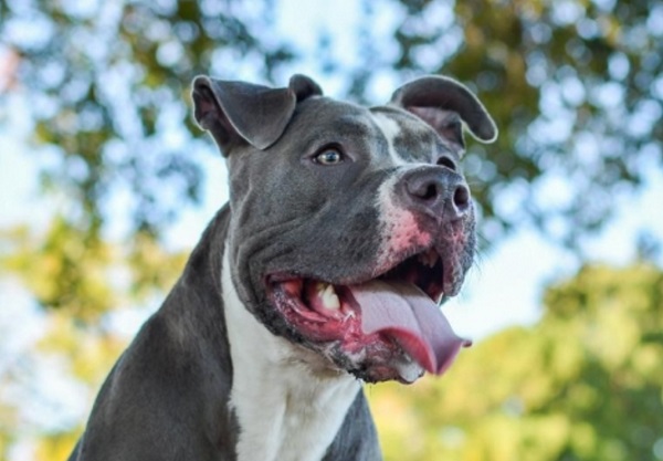 blue tongue pitbull