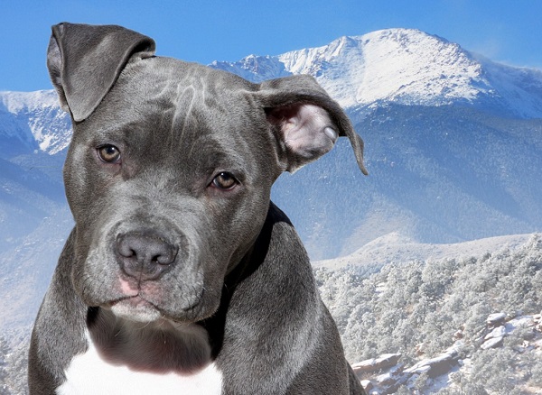 silver grey pitbull