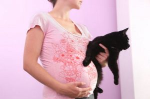 can cats sense pregnancy