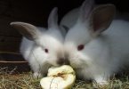 can rabbits eat apples