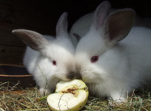 can rabbits eat apples