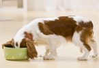 dog food coupons and deals