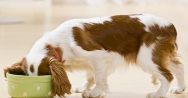 dog food coupons and deals