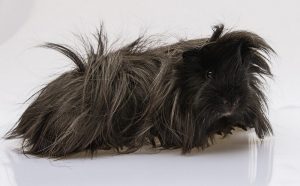 peruvian guinea pig