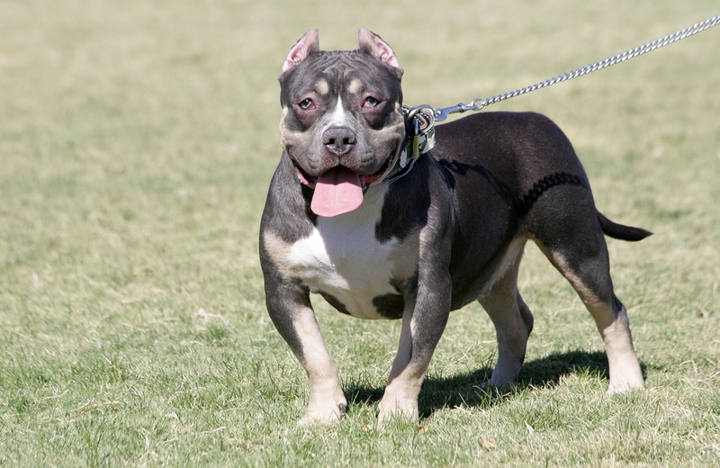 pocket pitbull full grown