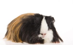 silkie guinea pig