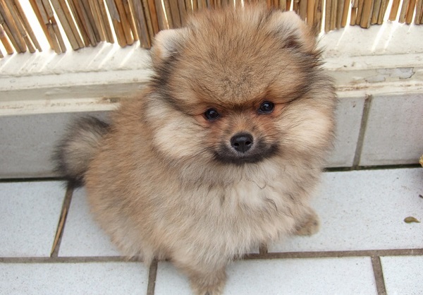 mini pom puppy