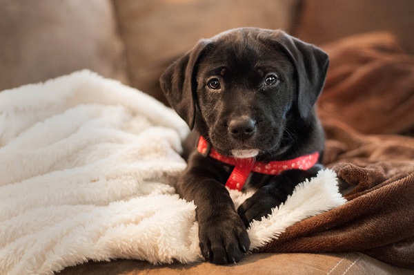 labrabull puppies for sale near me