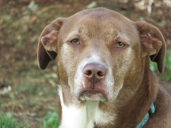 Labrador Pitbull Mix Labrabull Or Pitador Facts Info