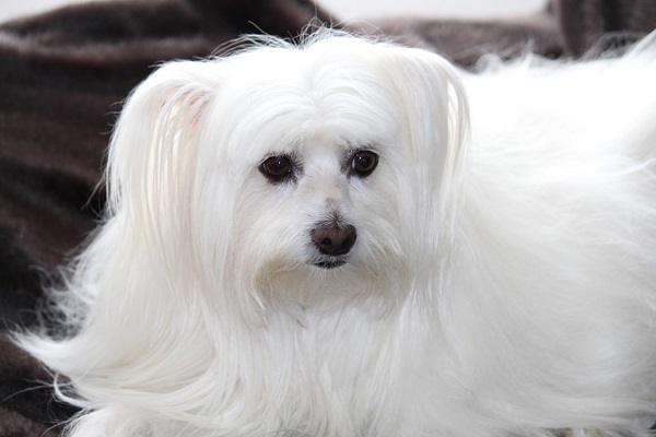 cute white fluffy dog