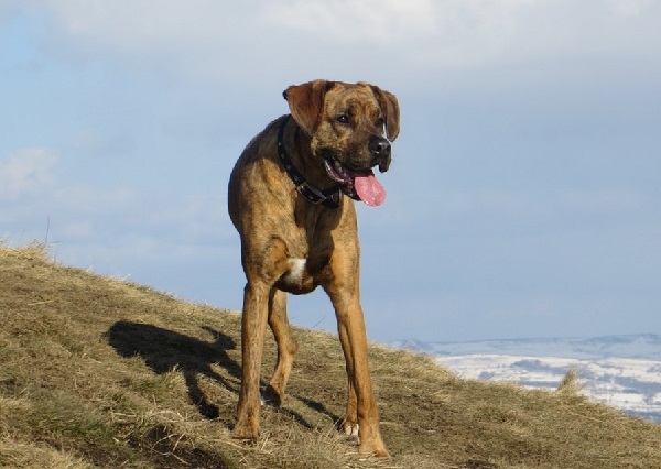 boxer lab retriever mix