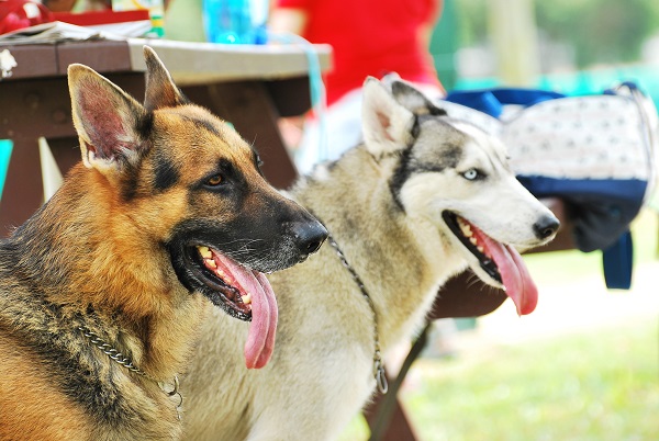 german shepherd and husky together