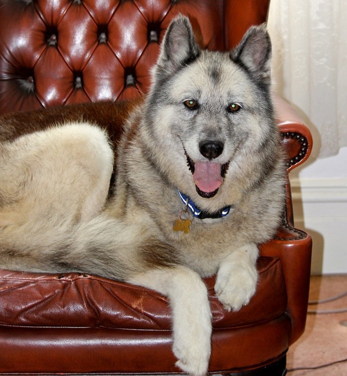 german shepherd husky mix breed