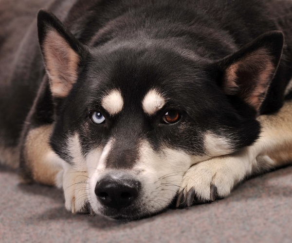 german shepherd husky mix blue eyes