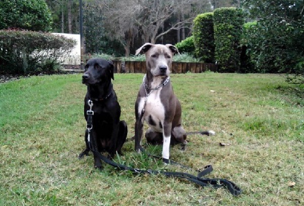 half great dane half pitbull