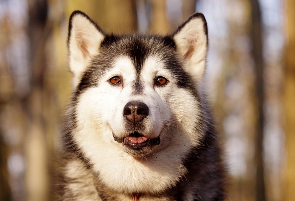 husky breed