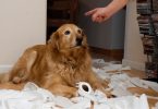 Bad Dog Behaviors Encouraged By Owners
