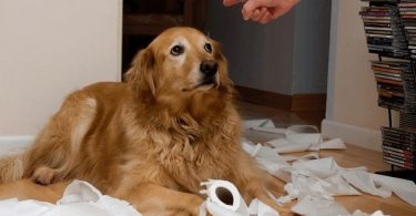 Bad Dog Behaviors Encouraged By Owners