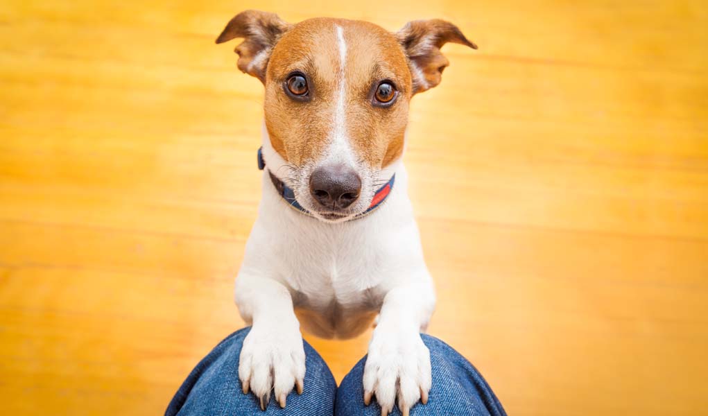 Bad Dog Behaviors Encouraged By Owners