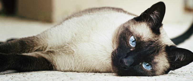 Best Names For Siamese Cats