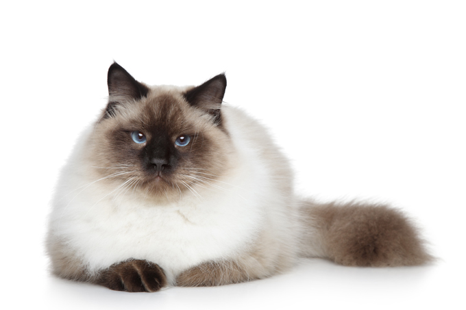 Cat Breeds Which Love to Snuggle