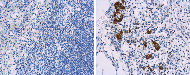 Circovirus in Dogs