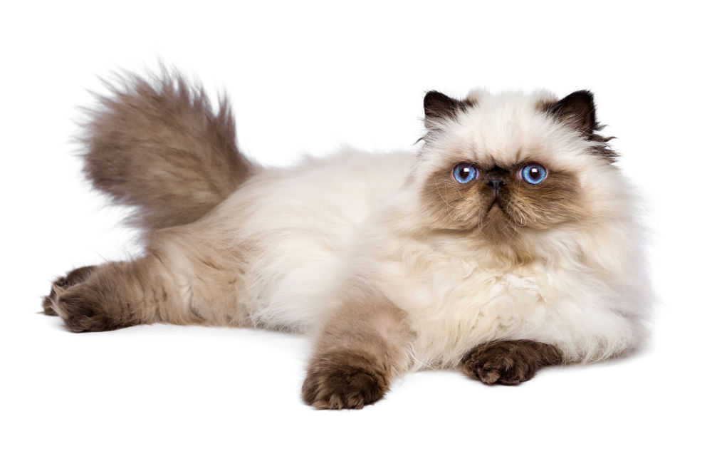 Cat Breeds Which Love to Snuggle