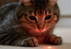 How Good Are Laser Pointers For Cats