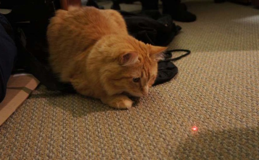 How Good Are Laser Pointers For Cats