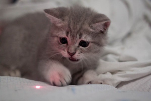 How Good Are Laser Pointers For Cats