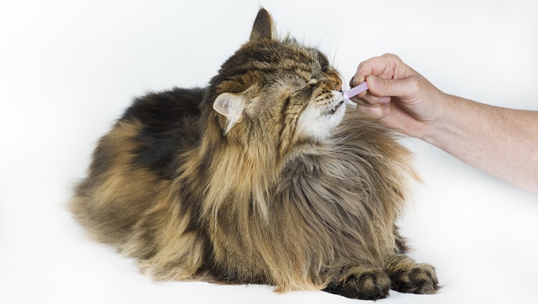 How To Take Care Of Your Cat’s Teeth