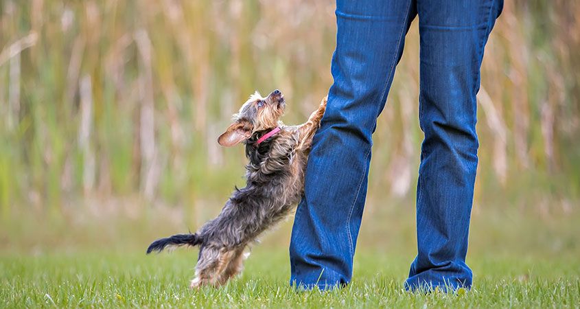 Bad Dog Behaviors Encouraged By Owners